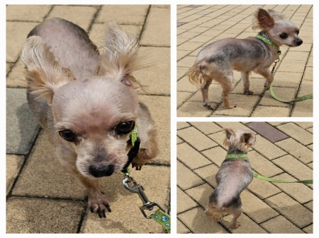 원주유기동물보호센터_442419202300307